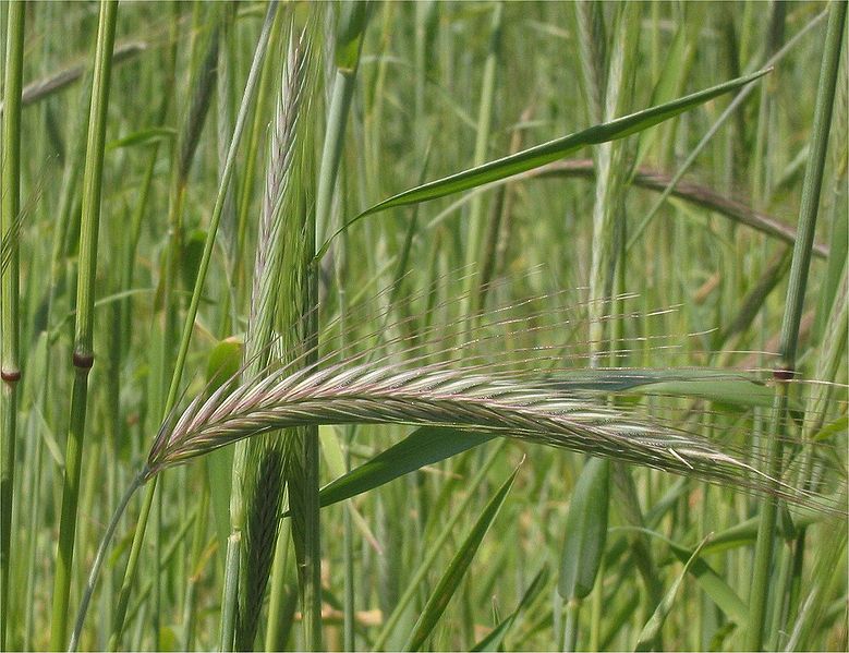 Rye Bates