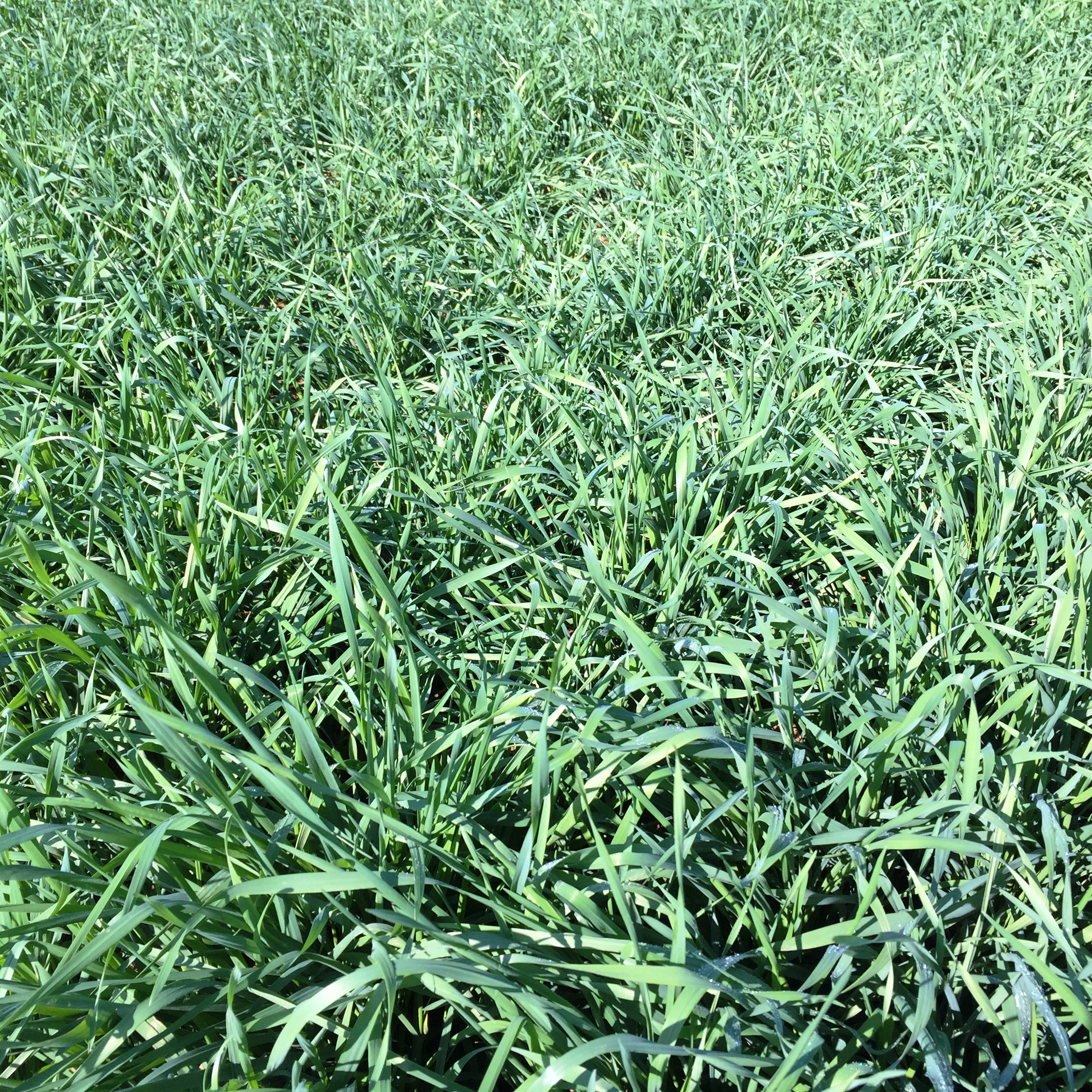 Rye Wintergrazer 70