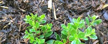 Arctostaphylos, Bearberry, Kinnikinnick, Pinemat Manzanita Emerald Carpet
