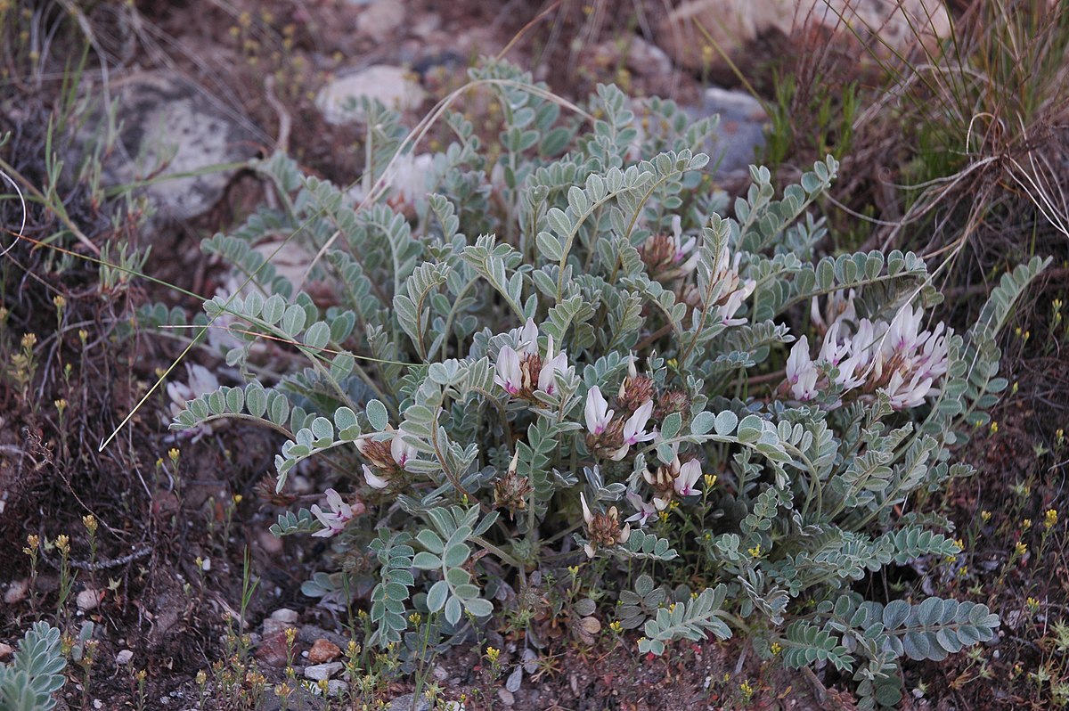 Astragalus Species, Groundcover Milkvetch