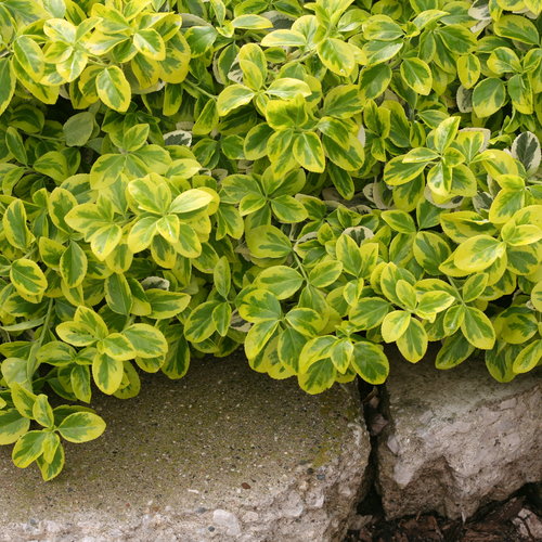 Euonymus, Wintercreeper Gold Splash