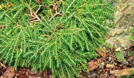 Canadian Hemlock, Eastern Hemlock Coles Prostrate