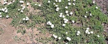 Evolvulus Species, Silver Dwarf Morning Glory