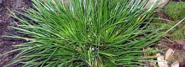Japanese Rush, Japanese Sweet Flag, Grassy-leaved Sweet Flag Pusillus