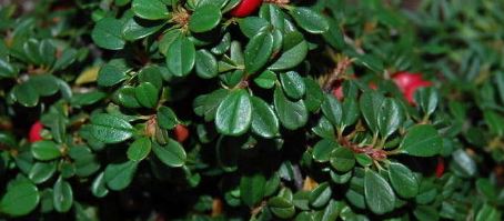 Bearberry Cotoneaster Streibs Findling