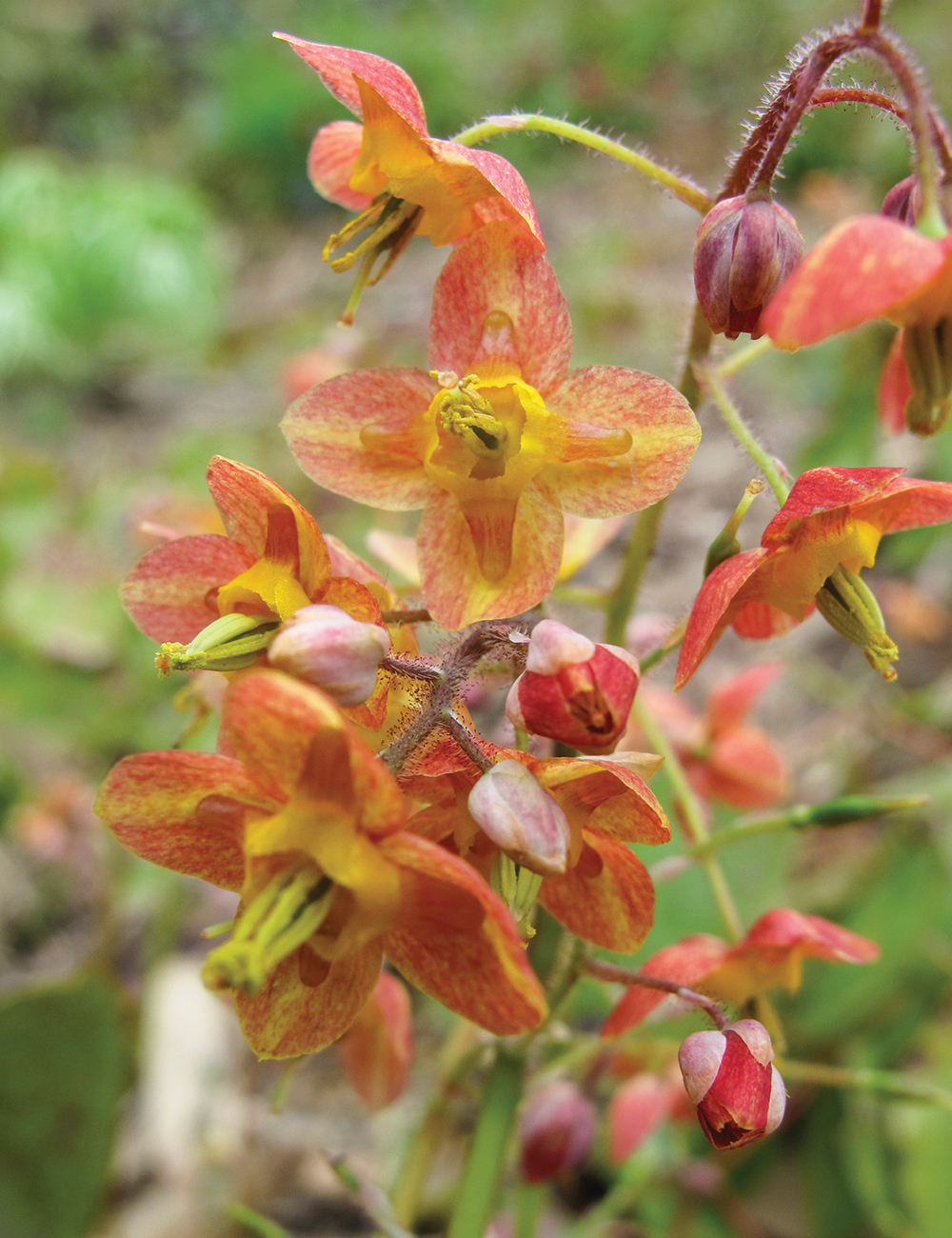 Warley Epimedium