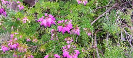 Erica, Heather, Scotch Heath, Winter Heath Myretoun Ruby