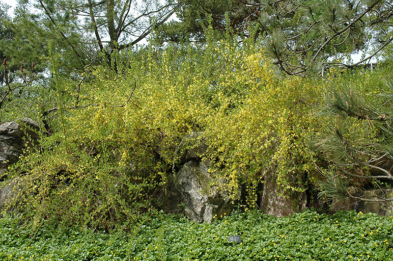 Border Forsythia Arnold Dwarf