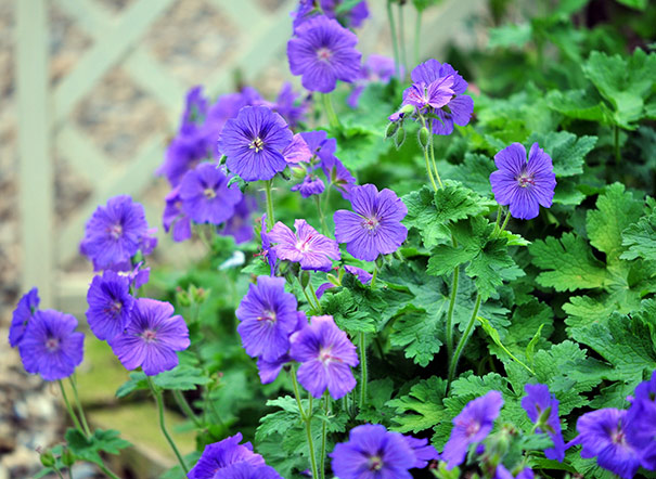 Geranium, Cranesbill, Hardy Geranium A.T. Johnson