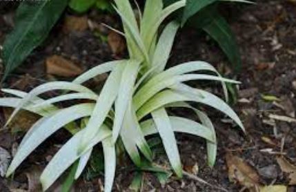Liriope, Lily Turf, Lilyturf, Frosted Monkey Grass Okina
