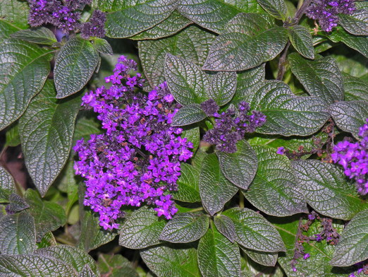Heliotropium Species, Greeneye Heliotrope