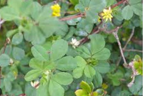 Trifolium Species, Least Hop Clover, Shamrock, Yellow Suckling Clover