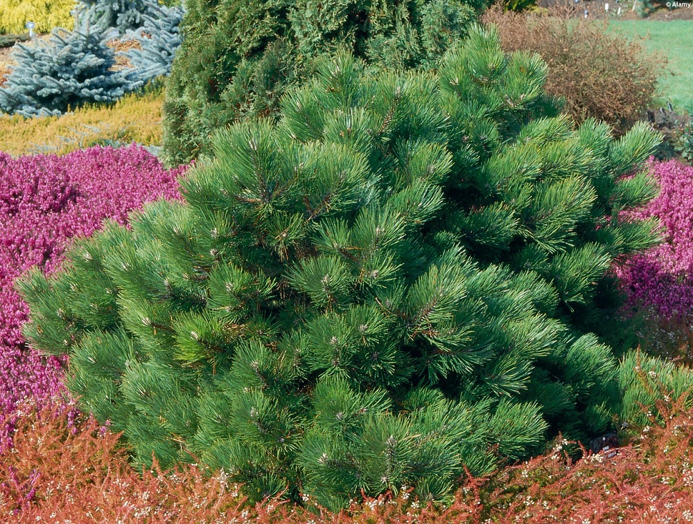 European Black Pine, Black Pine, Austrian Pine Hornibrookiana