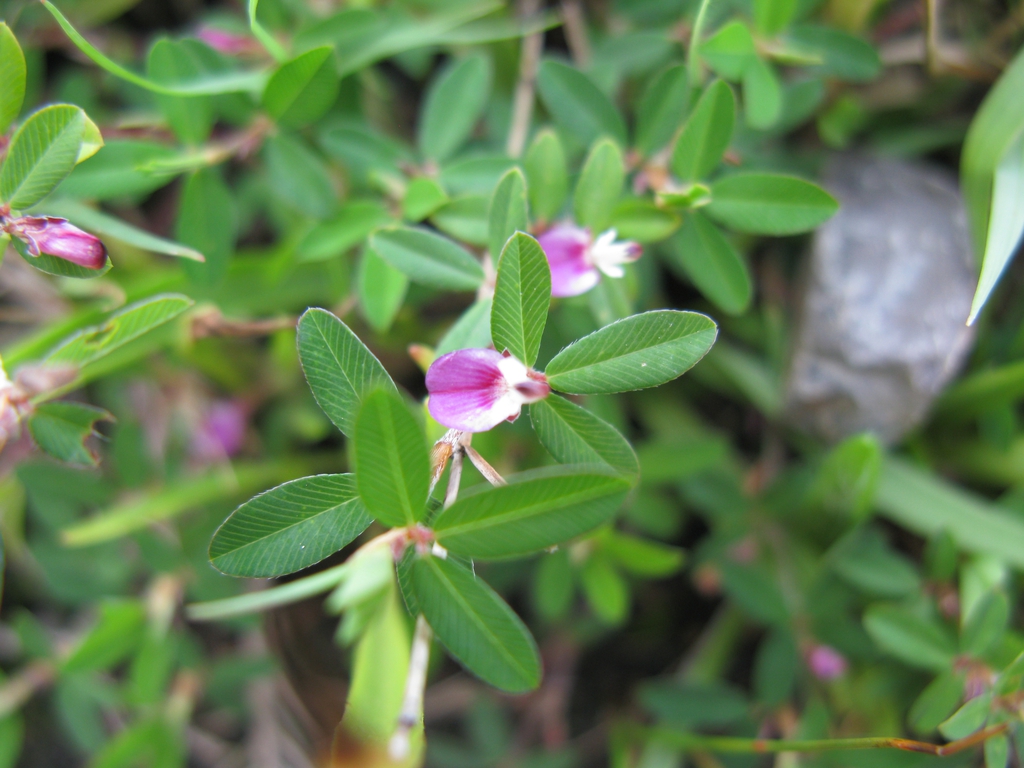 Kummerowia Species, Japanese Clover