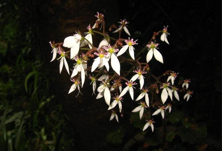 Saxifraga, Creeping Saxifrage, Strawberry Begonia, Strawberry Geranium Kinki Purple
