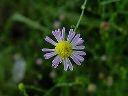 Symphyotrichum Species, Baby’s Breath Aster, Eastern Annual Saltmarsh Aster
