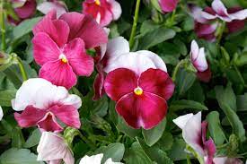 Viola, Garden Pansy, Pansy Crown Rose