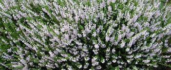 Calluna, Ling, Scotch Heather Spring Cream