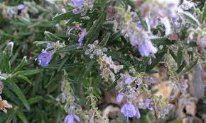 Salvia, Rosemary Capercaillie