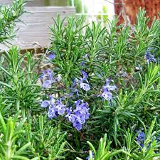 Salvia, Rosemary McConnells Blue