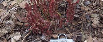 Calluna, Ling, Scotch Heather Sir John Charrington