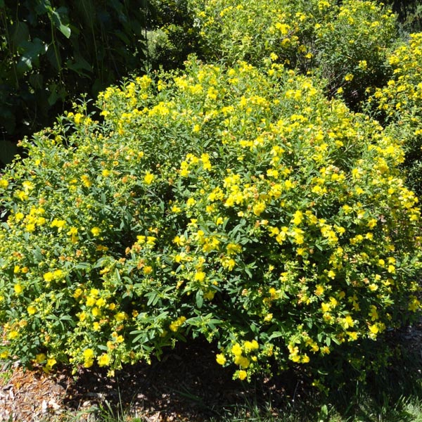 Dasiphora, Shrubby Cinquefoil Yellow Gem