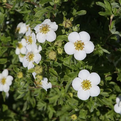 Dasiphora, Shrubby Cinquefoil Mount Everest