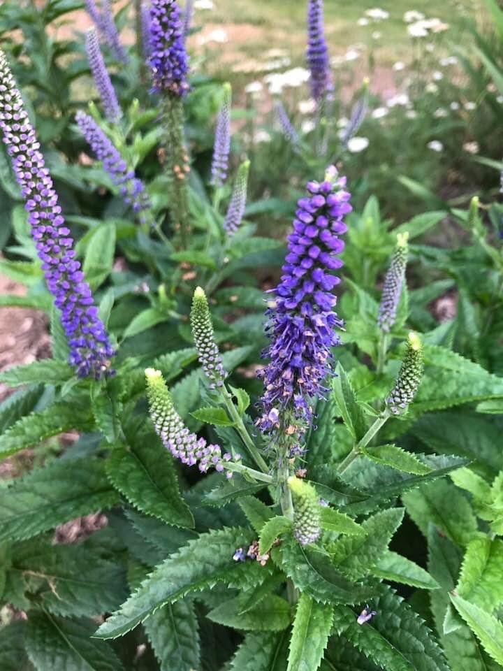 Veronica, Speedwell Manns Variety
