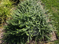 Euonymus, Wintercreeper Longwood
