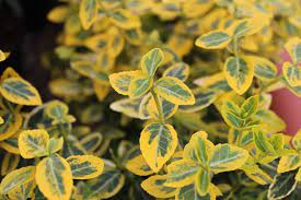 Euonymus, Wintercreeper Sunshine