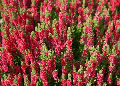 Calluna, Ling, Scotch Heather Dark Beauty