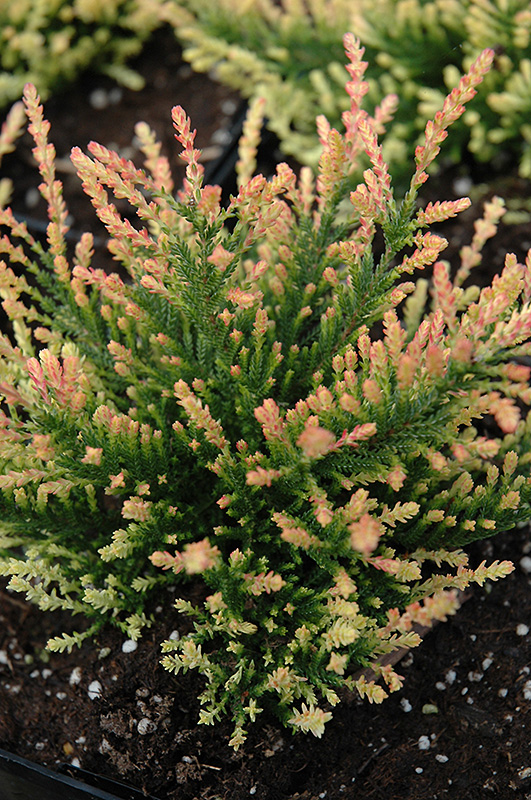 Calluna, Ling, Scotch Heather Flamingo