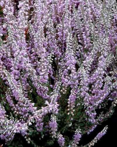 Calluna, Ling, Scotch Heather Silver Knight