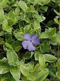 Common Periwinkle, Creeping Myrtle, Flower-of-Death Sterling Silver