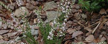 Calluna, Ling, Scotch Heather Elsie Purnell