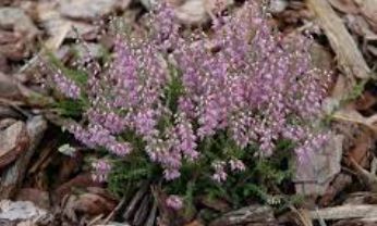 Calluna, Ling, Scotch Heather Silver Rose