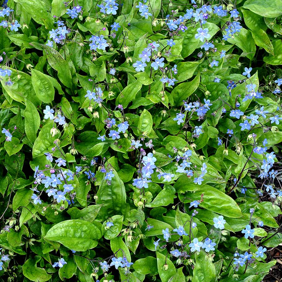 Omphalodes, Navelwort Parisian Skies