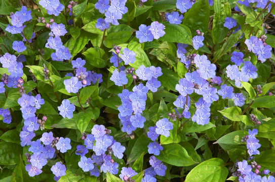 Navelwort Anthea Bloom
