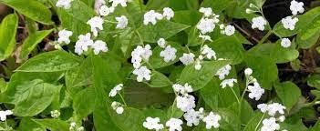 Blue-eyed Mary, Creeping Forget-me-not Alba