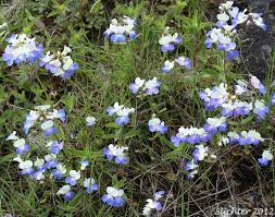 Blue-eyed Mary, Creeping Forget-me-not Grandiflora