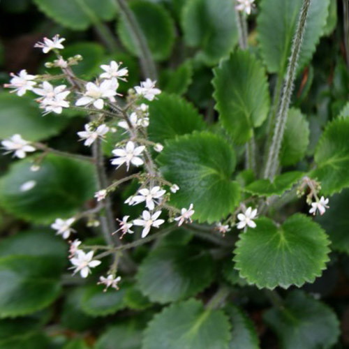 Saxifraga Species, Hairy Kidney Wort, Robertsoniana Saxifrage