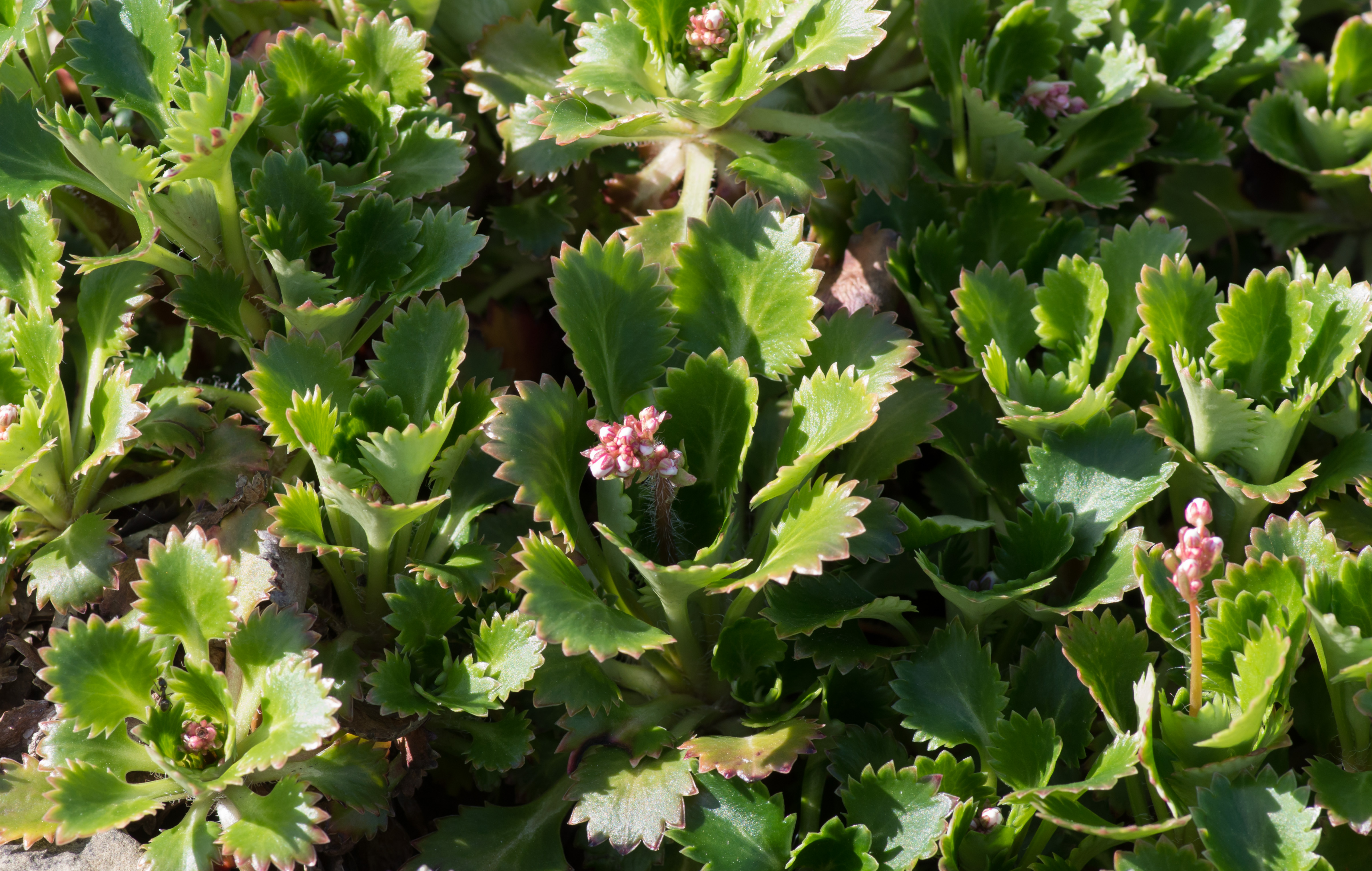 Saxifraga Species, Robertsoniana Saxifrage, St. Patricks Cabbage