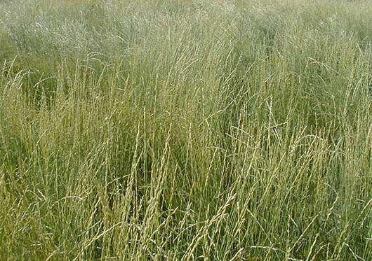 Streambed Wheat Grass, Thick-spiked Wheatgrass