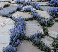 Ajuga, Bugle, Bugleweed, Carpet Bugle Pats Selection