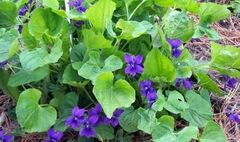 Viola, English Violet, Garden Violet, Sweet Violet 'Royal Robe'