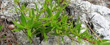 Cokers Beach-creeper, One-nerved Ernodea