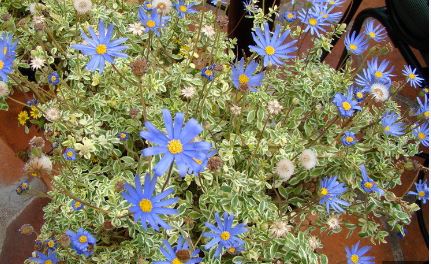 Felicia, Blue Daisy, Blue Marguerite Variegata