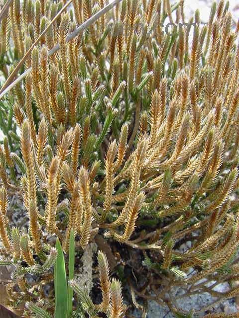 Selaginella Species, Sand Spikemoss