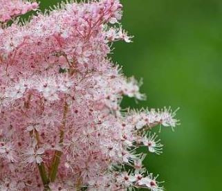 Astilbe, False Spirea, False Goats Beard Elizabeth Bloom