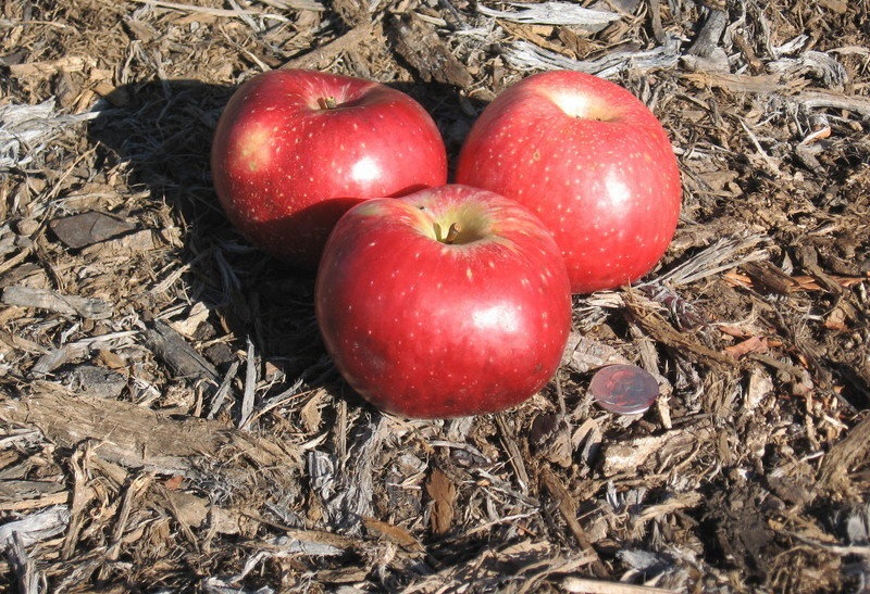 Apple Gragg